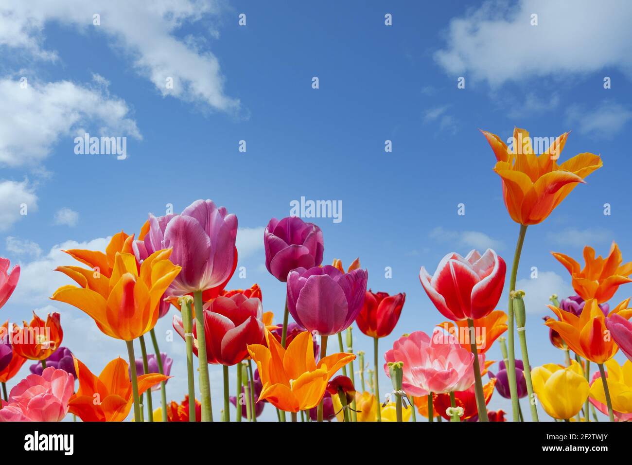 Colorful tulips against a blue sky with white clouds Stock Photo - Alamy