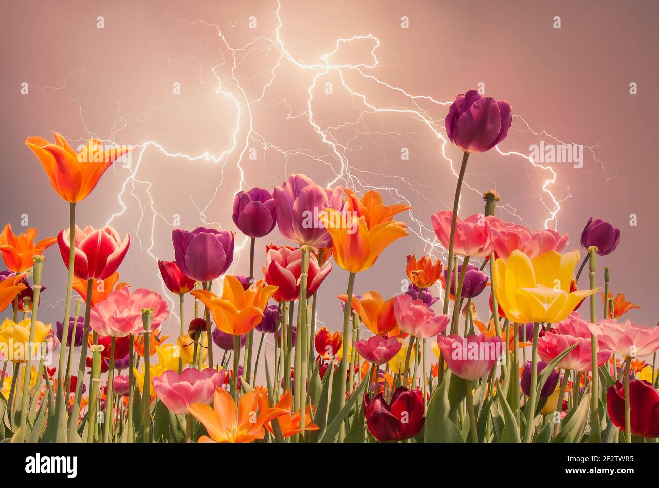 Colorful tulips against a stormy sky with lightning Stock Photo - Alamy