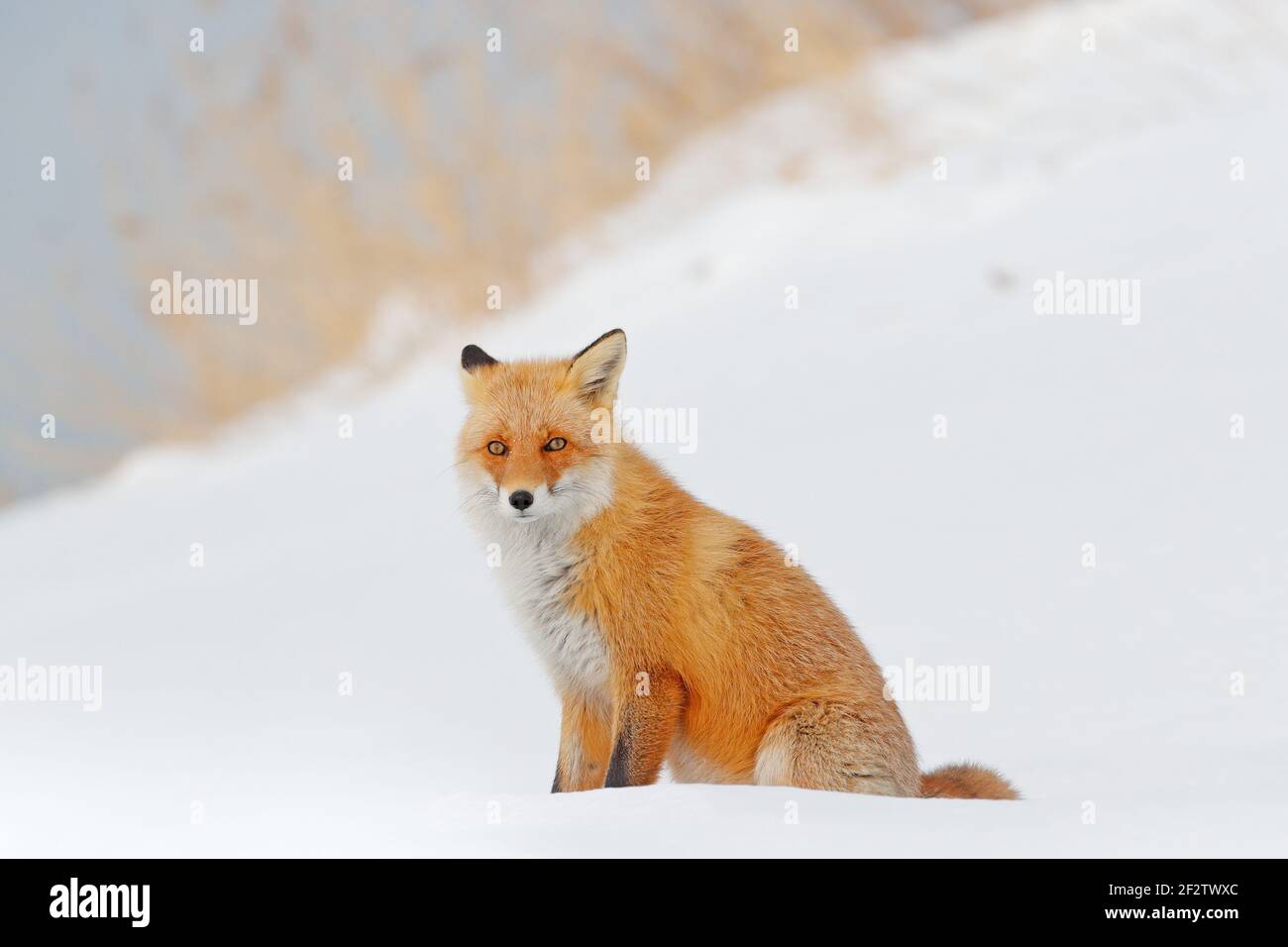 Red fox in white snow. Beautiful orange coat animal nature. Wildlife Europe. Detail close-up portrait of nice fox. Cold winter with orange fur fox. an Stock Photo
