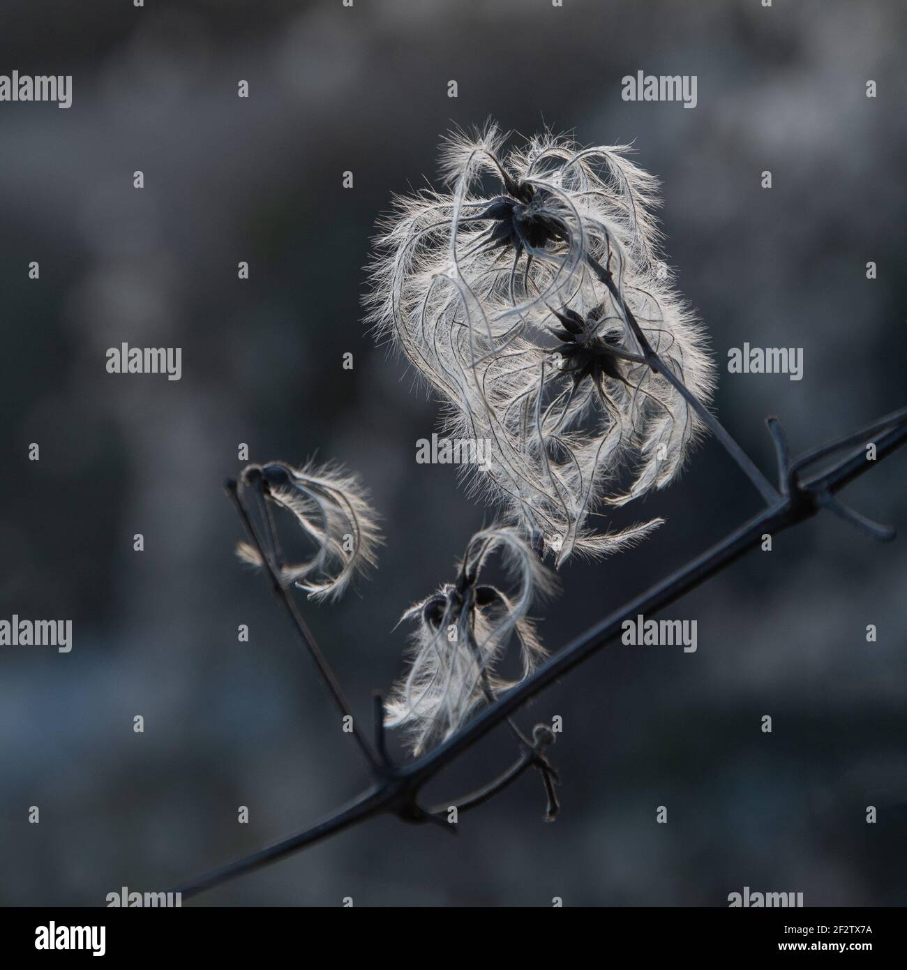 A black and white image of an Old Man’s Beard, (Traveller's joy), seed head, backlit, against a diffused background. Stock Photo