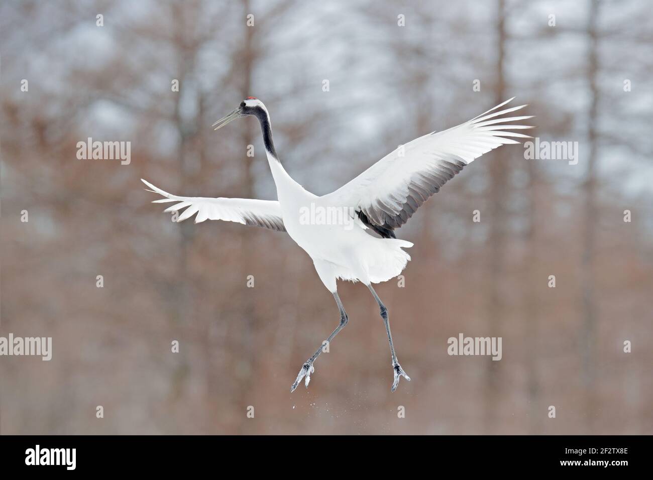 Winter Japan. Crane in fly. Flying White bird Red-crowned crane, Grus ...