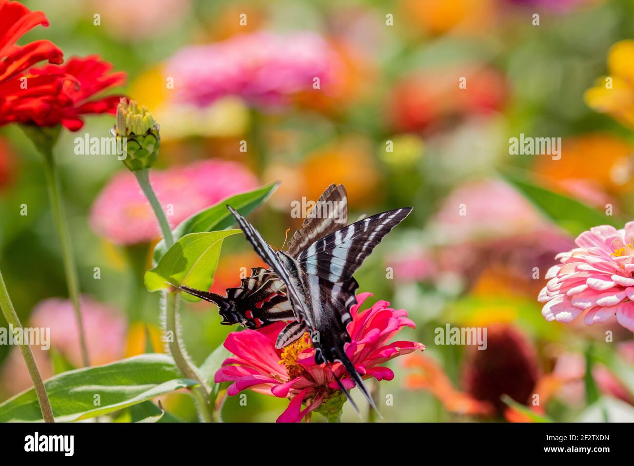 03006-00506 Zebra Swallowtails (Protographium marcellus) on Zinnia Union Co. IL Stock Photo