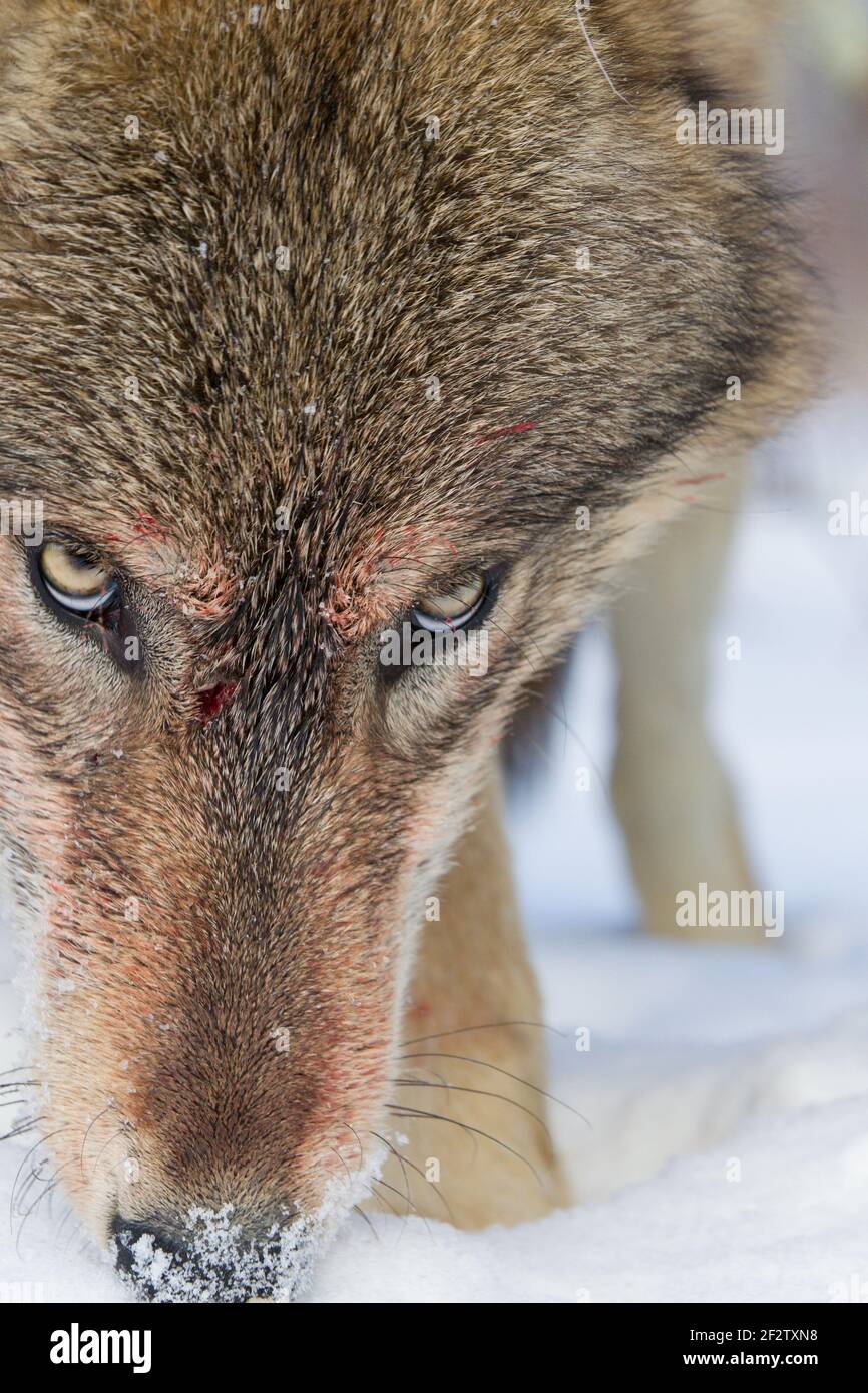 A pack of Gray wolves (canis lupus) feed and a deer kill in Minnesota, USA. Stock Photo