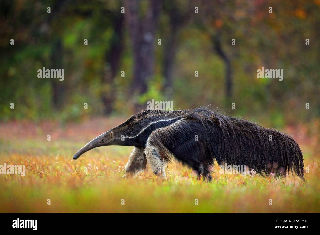 Anteater, cute animal from Brazil. Running Giant Anteater, Myrmecophaga tridactyla, animal with long tail and log nose, in nature forest habitat, Pant Stock Photo