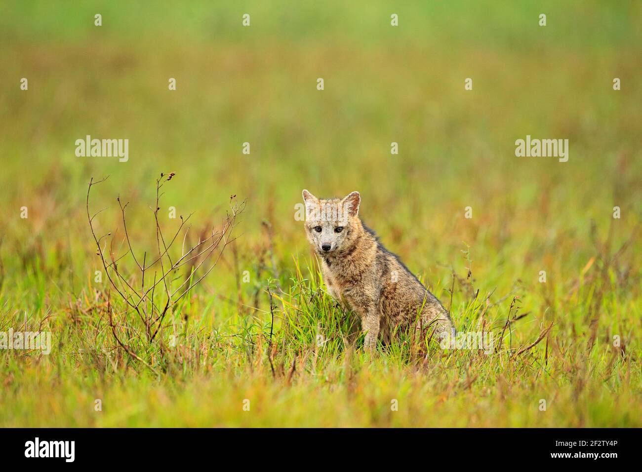 Crab eating fox hires stock photography and images Alamy