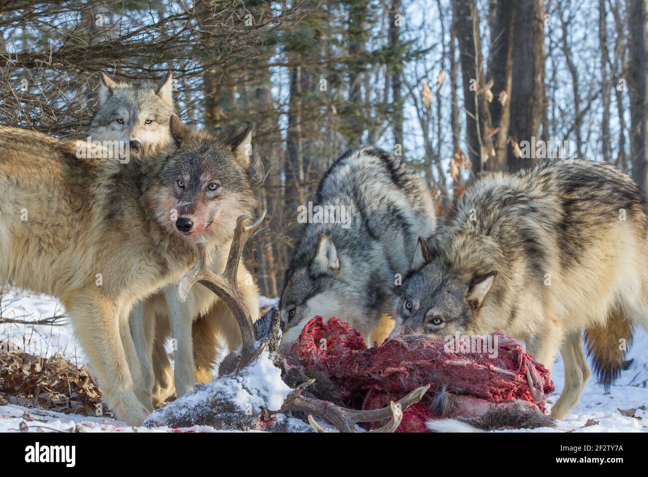 A pack of Gray wolves (canis lupus) feed and a deer kill in Minnesota, USA. Stock Photo