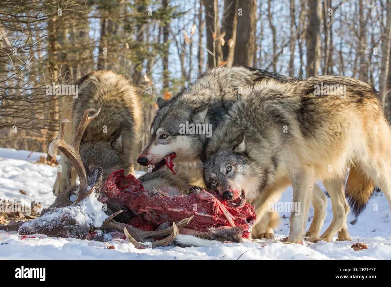 A pack of Gray wolves (canis lupus) feed and a deer kill in Minnesota, USA. Stock Photo