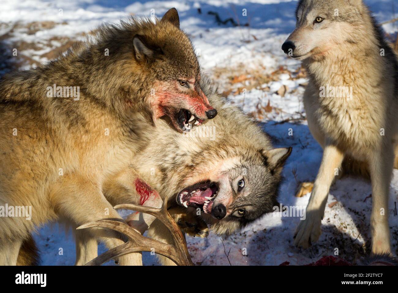 A pack of Gray wolves (canis lupus) feed and a deer kill in Minnesota, USA. Stock Photo