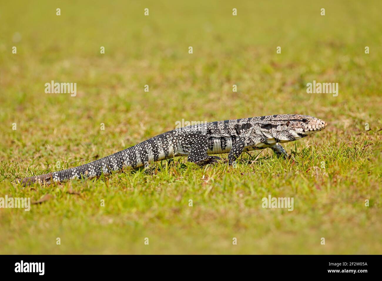 Common tegu tupinambis teguixin hires stock photography and images Alamy