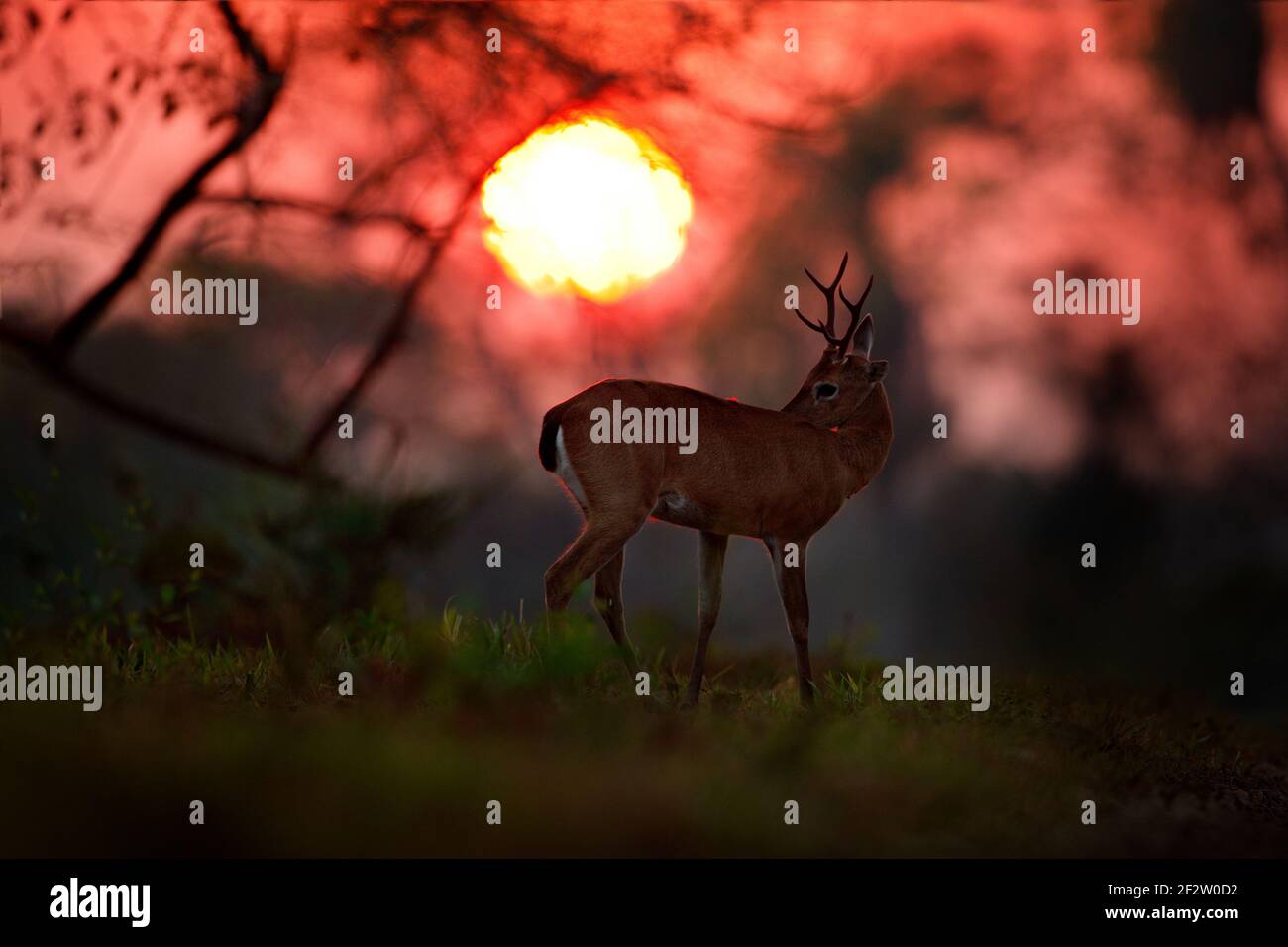 Sunrise in Brazil. Evening sun, magic scene with deer, Pampas deer, Ozotoceros bezoarticus, animal head, animal in the nature habitat, Pantanal, Brazi Stock Photo