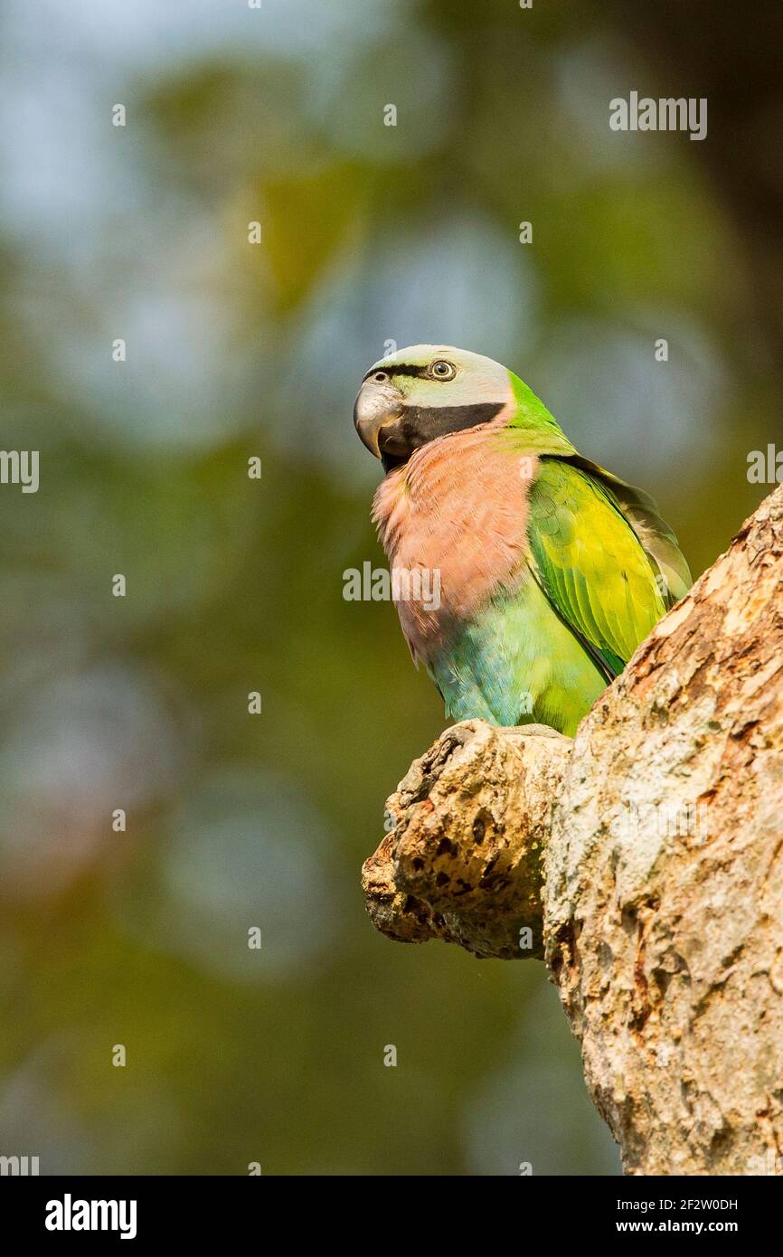 Red-Breasted Parakeet (Psittacula alexandri) Stock Photo