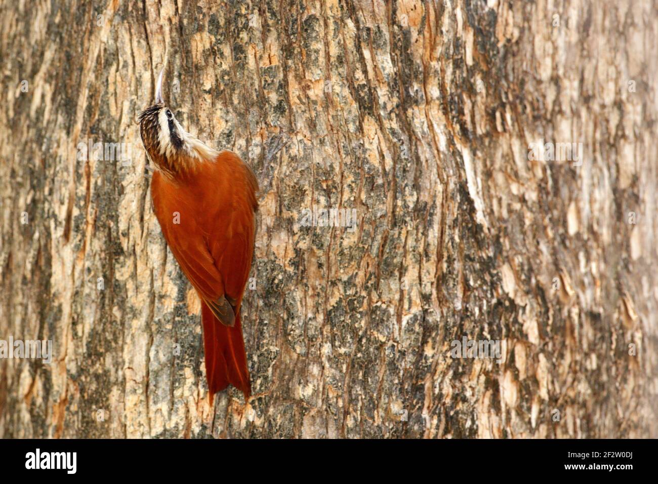 Narrow-billed woodcreeper, Lepidocolaptes angustirostris, wild bird in the forest habitat. Wildlife scene from nature, Costa Rica. Bird on the spiny t Stock Photo