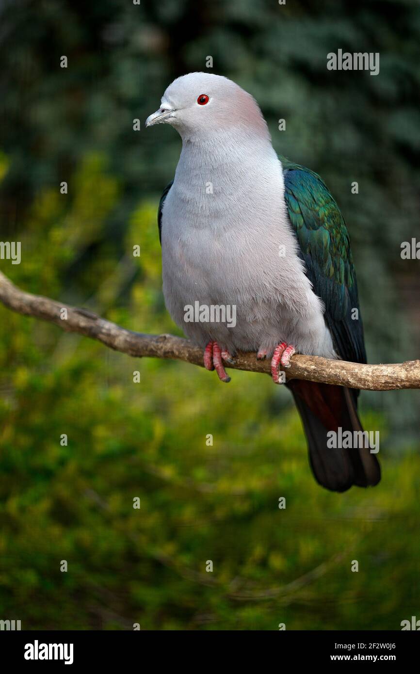 Blue-tailed Imperial-pigeon, Ducula concinna, wood pigeon. forest bird in the nature habitat, green background, Sulawesi, Indonesia. Rare bird from As Stock Photo