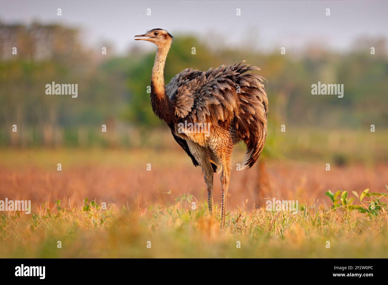 Wildlife scene from Brazil. Bird with long neck. Greater Rhea, Rhea ...