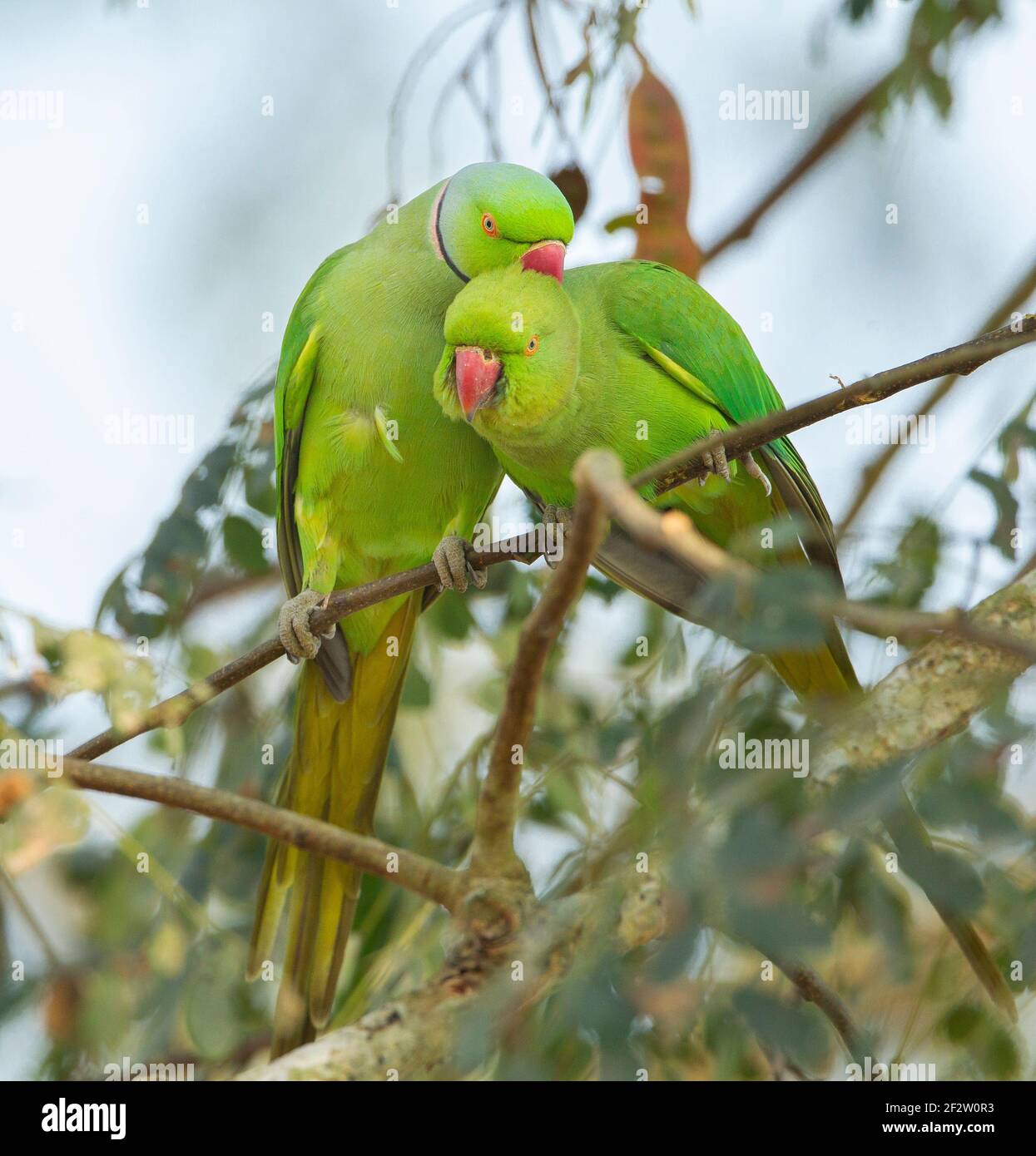 Rose-ringed Parakeet - BirdForum Opus | BirdForum