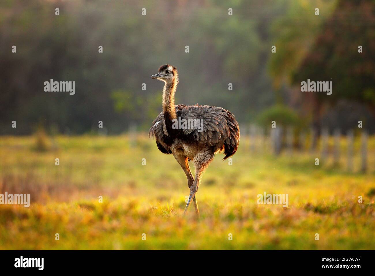 Greater Rhea, Rhea americana, big bird with fluffy feathers, animal in ...