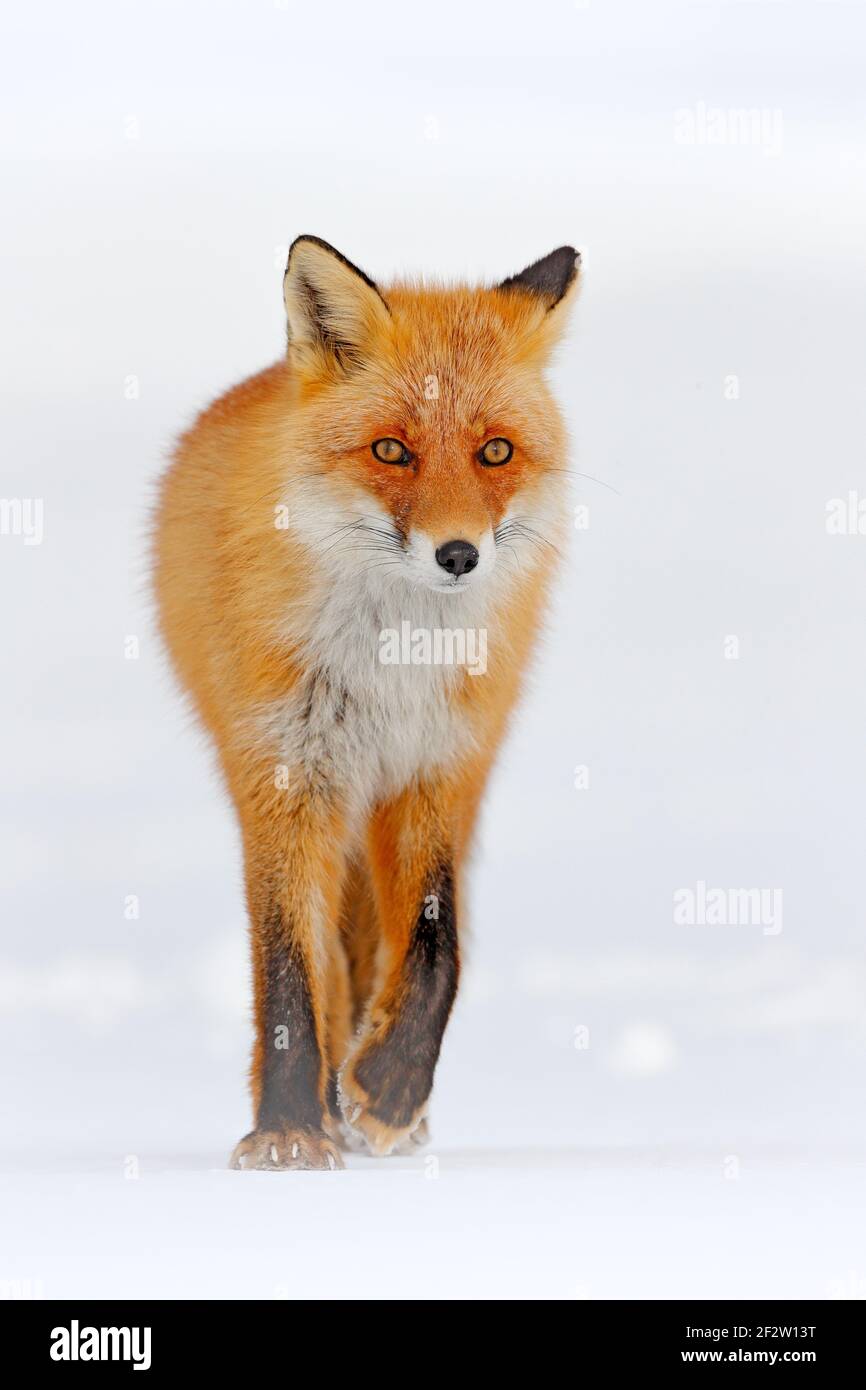 Red fox in white snow. Cold winter with orange fur fox. Hunting animal in  the snowy meadow, Japan. Beautiful orange coat animal nature. Wildlife  Europ Stock Photo - Alamy