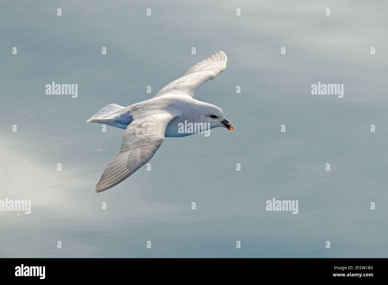 Flying bird. Fulmar in fly. Northern Fulmar, Fulmarus glacialis, white bird, blue water, dark blue ice in the background, animal flight Arctic nature Stock Photo