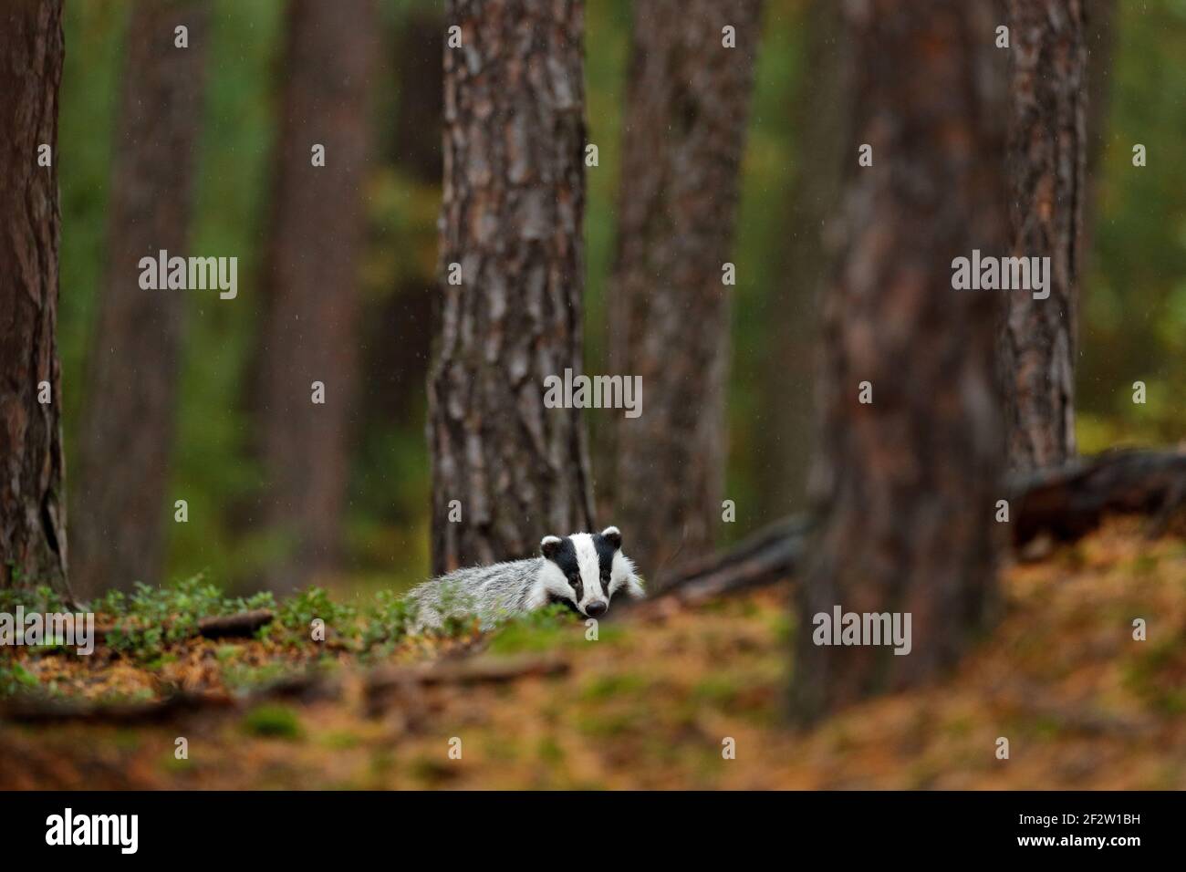 Badger in forest, animal nature habitat, Germany, Europe. Wildlife ...