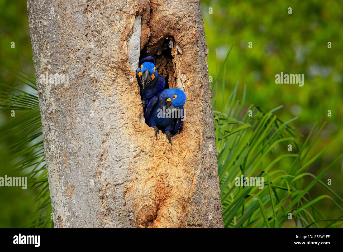 Hyacinth Macaw, two birds nesting, in tree nest cavity, Pantanal