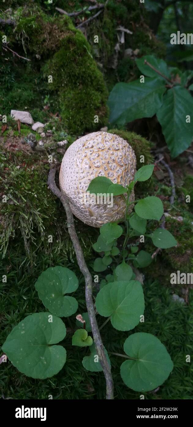 mushroom Lycoperdon, puffball, in the forest, shallow dof Stock Photo