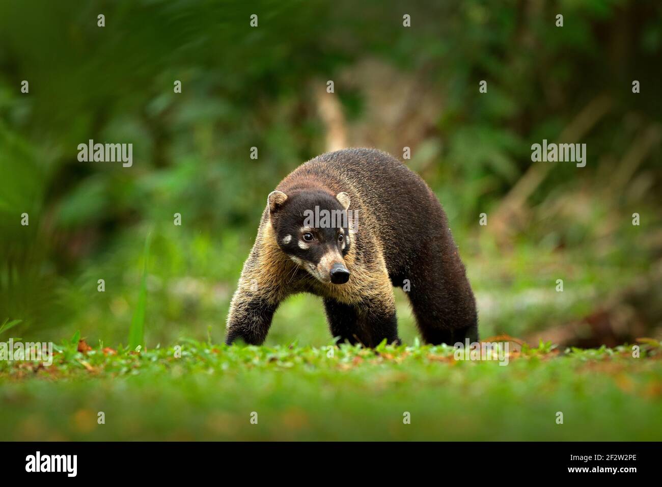 Animal from tropic Costa Rica. Raccoon, Procyon lotor, on the tree in ...