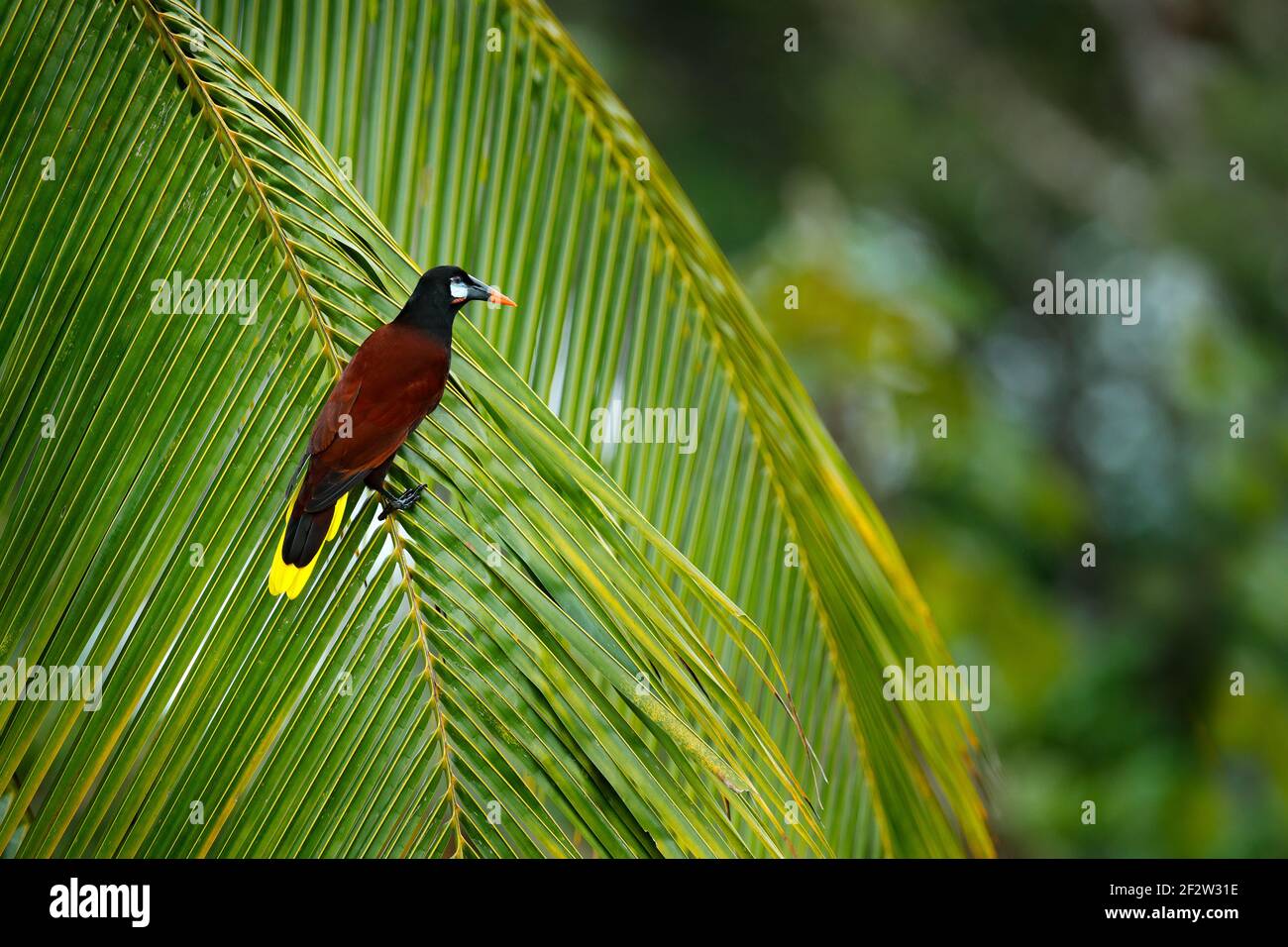 Palm tree with bird. Montezuma Oropendola, Psarocolius montezuma