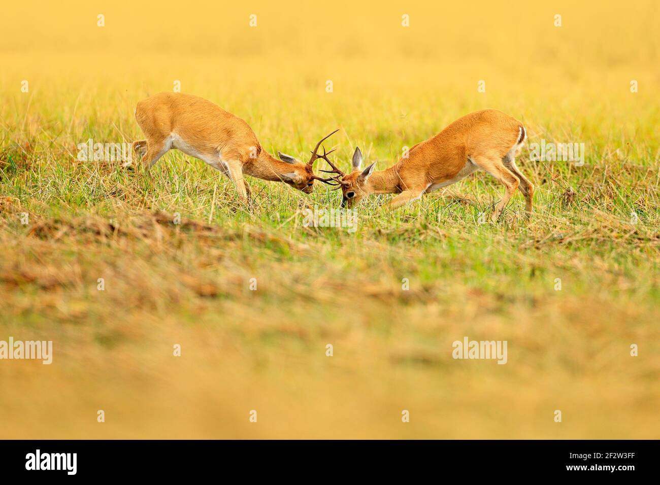 Brazil deer fight. Two animal in grass. Pampas Deer, Ozotoceros bezoarticus, sitting in the green grass, Pantanal, Brazil. Wildlife scene from nature. Stock Photo