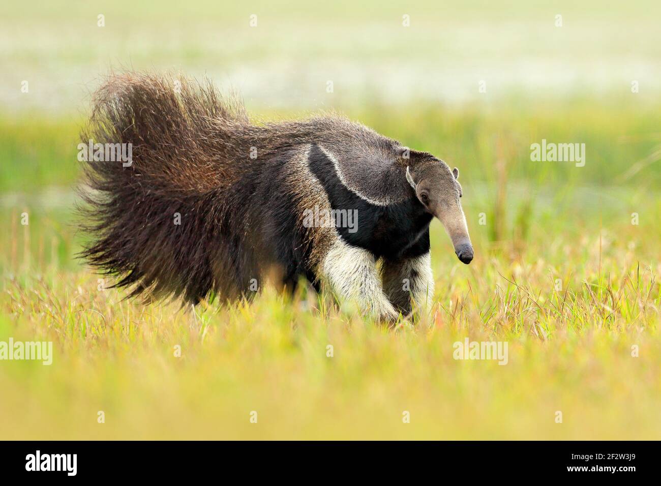 Anteater, cute animal from Brazil. Giant Anteater, Myrmecophaga tridactyla,  animal long tail and log muzzle nose, Pantanal, Brazil. Wildlife scene, wi  Stock Photo - Alamy