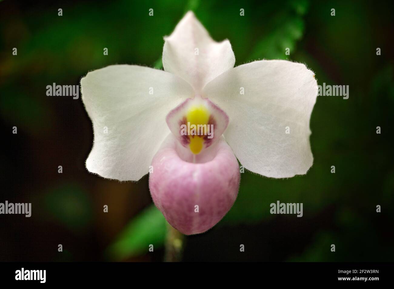 Paphiopedilum delenatii, Vietnam wild orchid, pink flower, nature habitat. Beautiful orchid bloom, close-up detail. Wild flower from South America. Ar Stock Photo