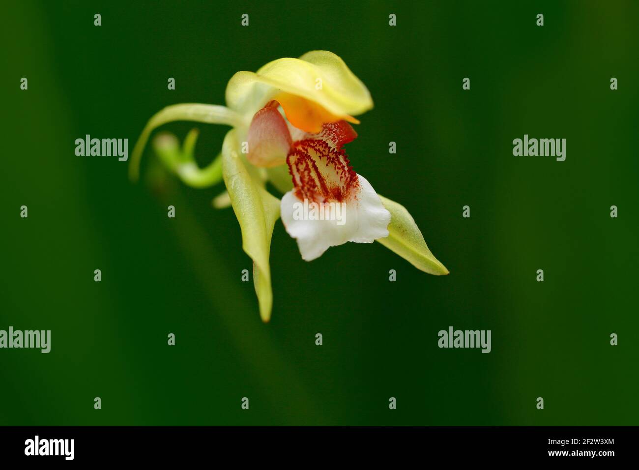 Coelogyne rumphii, Molucass - Maluku Islands, wild white tropic orchid flower, nature habitat. Beautiful orchid bloom, close-up detail. Wild flower. N Stock Photo