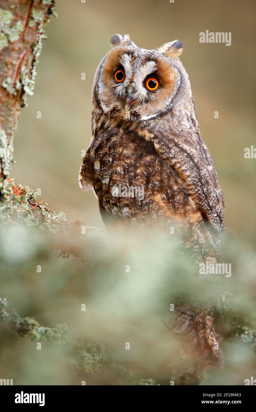 Long-eared Owl sitting on branch in fallen larch forest during autumn. Owl in nature wood nature habitat. Bird sitting on the tree, long ears. Owl hun Stock Photo