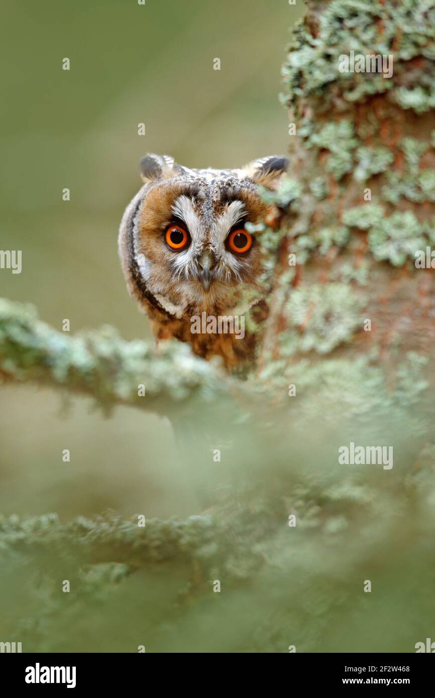 Long-eared Owl sitting on branch in fallen larch forest during autumn. Owl in nature wood nature habitat. Bird sitting on the tree, long ears. Owl hun Stock Photo