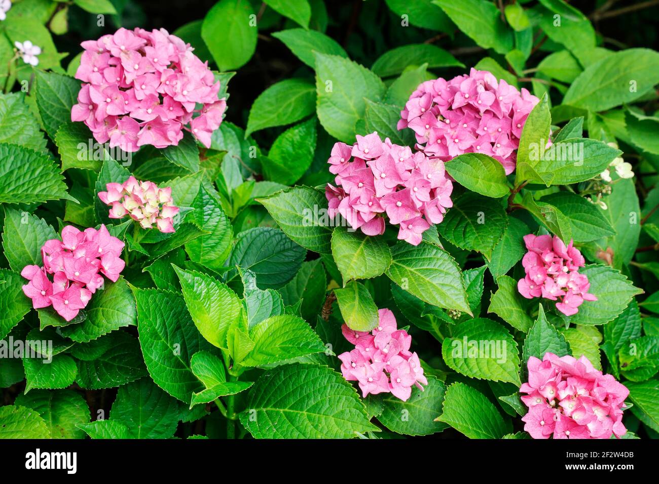 Pink Hortensia (hydrangea) in the garden. Summer time Stock Photo - Alamy