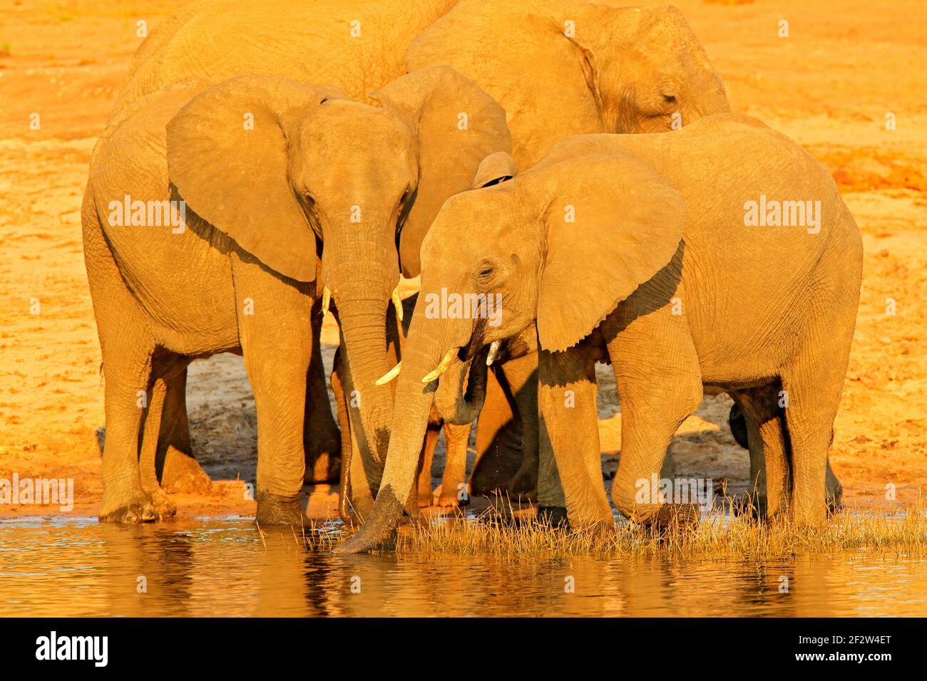 African elephants drinking at a waterhole lifting their trunks, Hwange