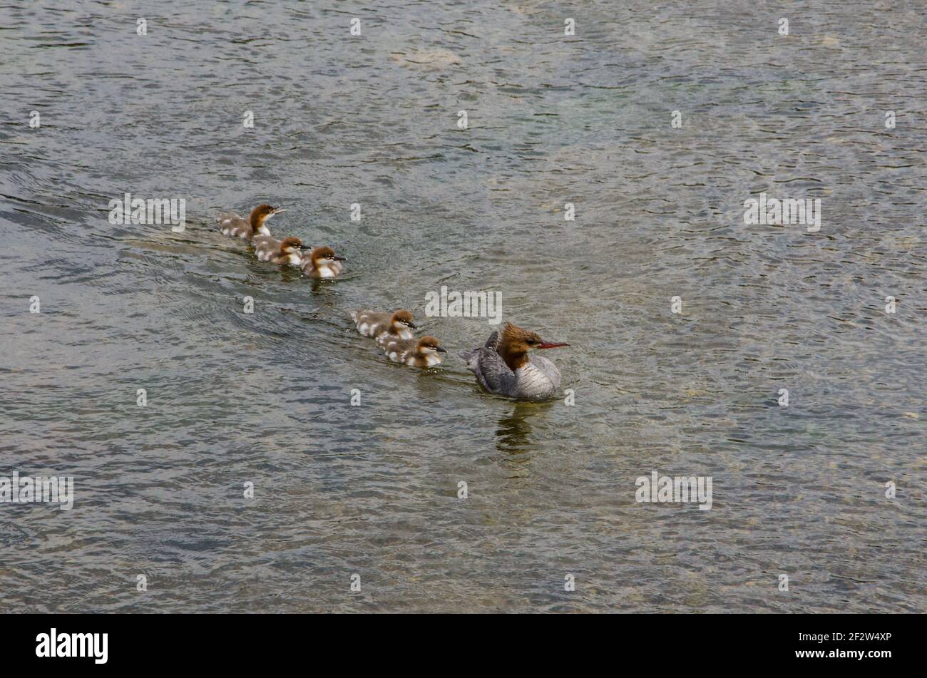 A female Common Merganser with chicks swimming in a row in the Firehole River in Yellowstone National Park, USA Stock Photo