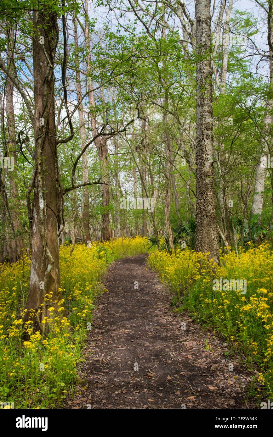Yellow Butterweed wildflowers bloom in spring along hiking/walking