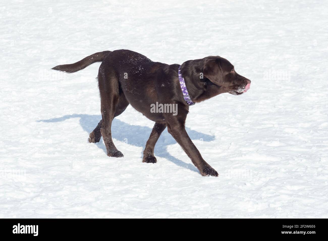 Chocolate labrador retriever is walking on white snow in the winter park. Pet animals. Purebred dog. Stock Photo