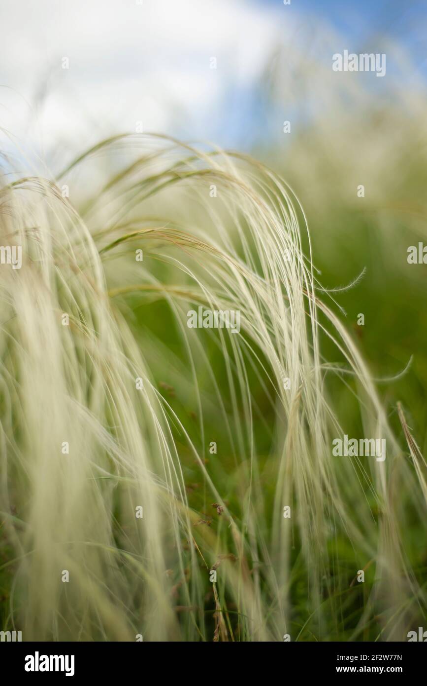 Defocused natural vertical background. Blurred motion of grasses and blue sky. Stock Photo