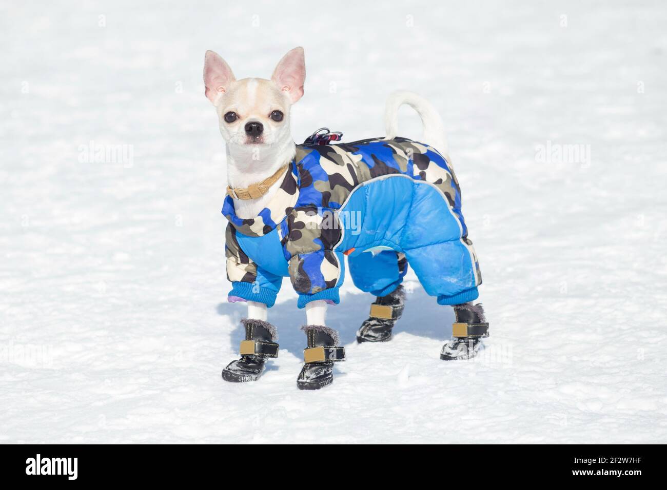 Cute chihuahua puppy in beautiful pet clothing and pet boots is standing on  a white snow in the winter park. Pet animals. Purebred dog Stock Photo -  Alamy