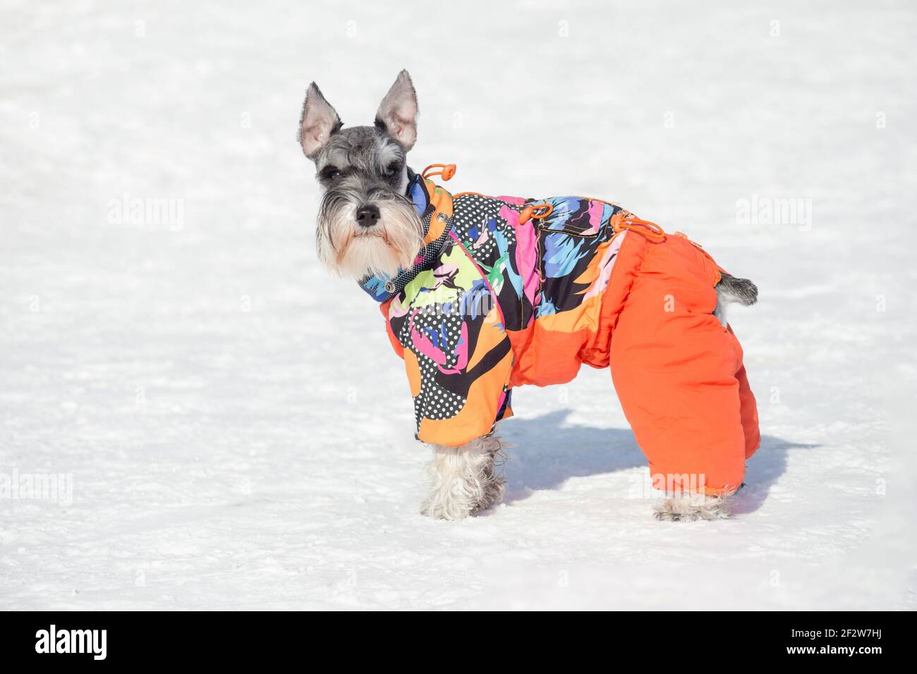 Cute miniature schnauzer puppy in beautiful pet clothing is standing on a white snow in the winter park. Pet animals. Purebred dog. Stock Photo