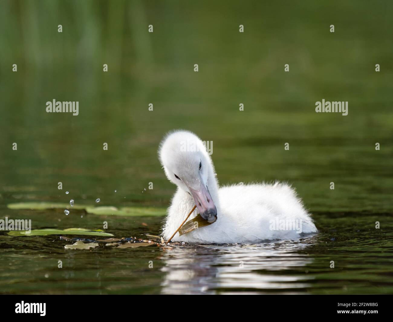 A young whooper swan (Cygnus Cygnus) eating broad-leaved pondweed Stock Photo