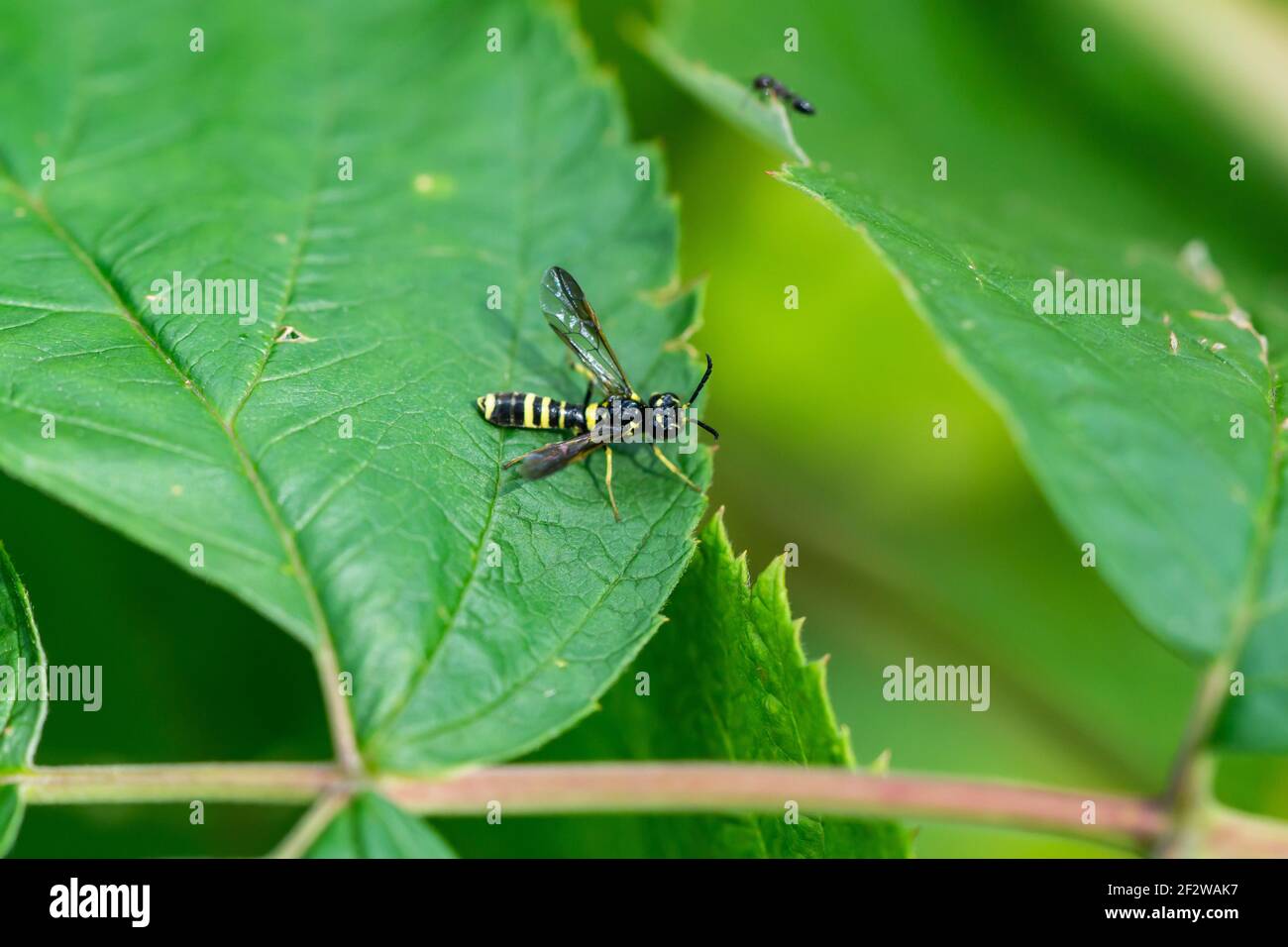 Black and Yellow Sawfly in Summer Stock Photo