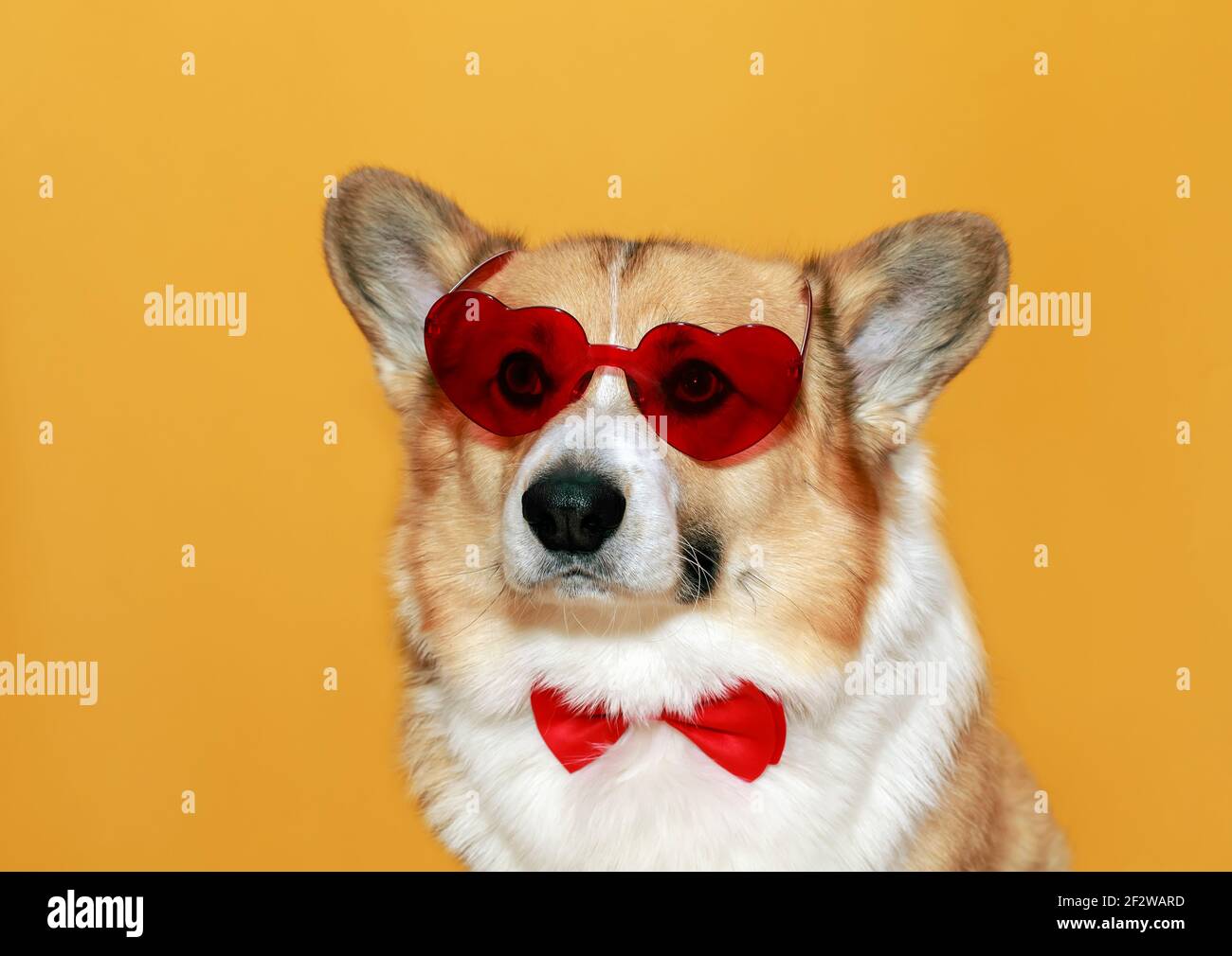 funny corgi dog puppy with big ears on yellow isolated background