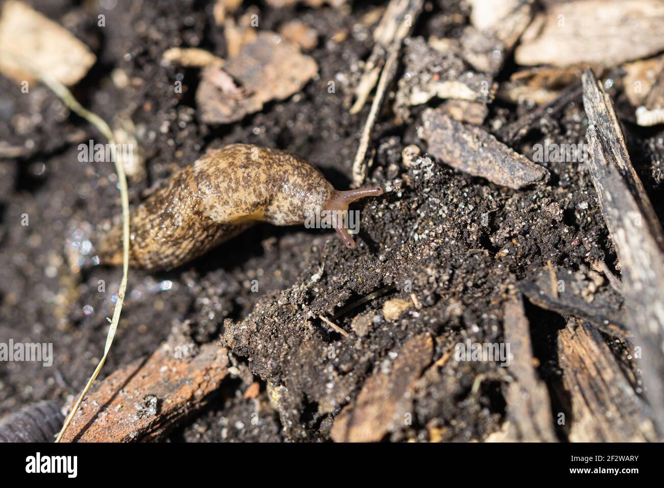 Milky Slug on Soil in Winter Stock Photo