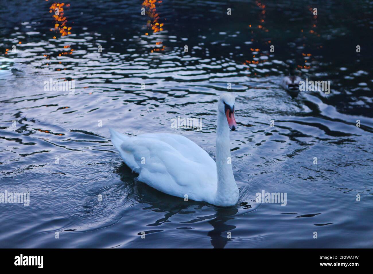 White whooper swan-Cygnus cygnus on the lake with blue dark water background. beautiful elegant royal bird swimming on a Lake. Swan fowl large bird Stock Photo