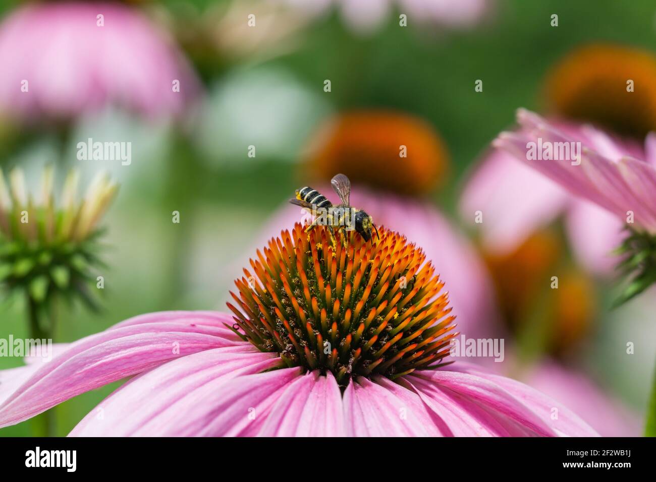 Pugnacious Leafcutter Bee on Echinacea Flowers Stock Photo