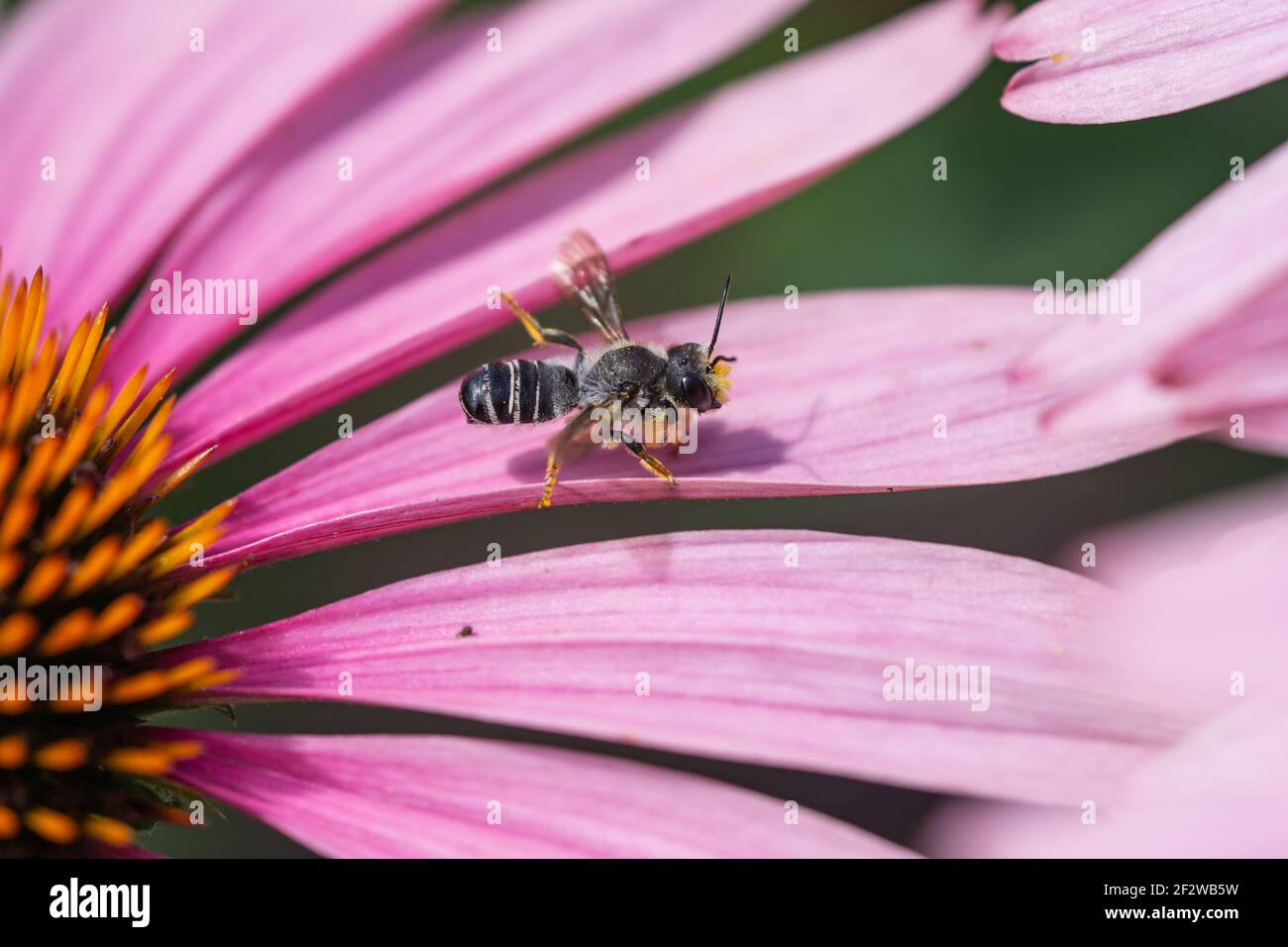 Pugnacious Leafcutter Bee on Echinacea Flowers Stock Photo