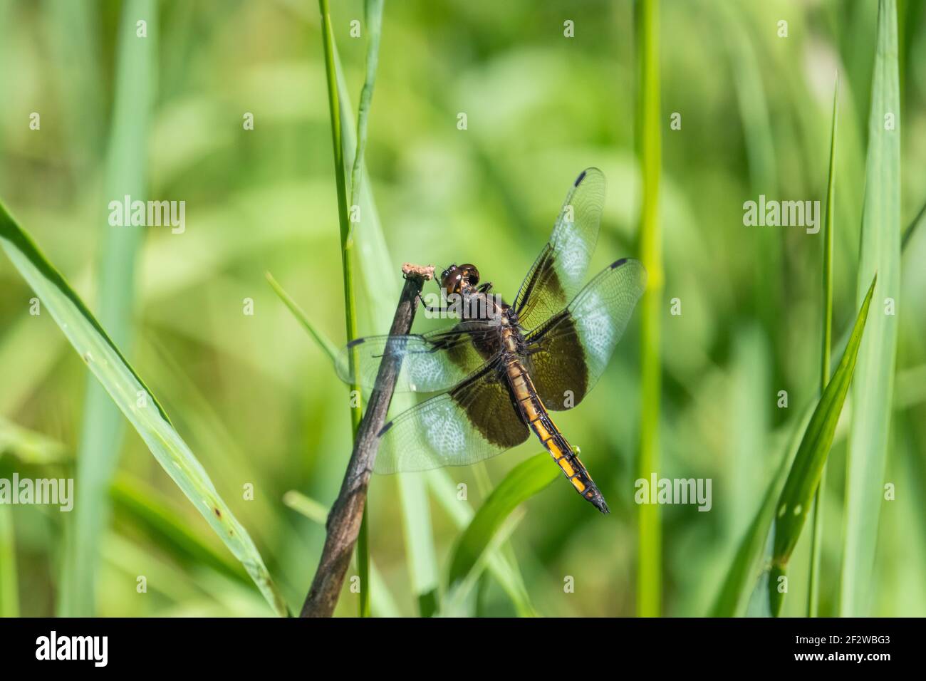 Widow Skimmer Dragonfly in Summer Stock Photo - Alamy