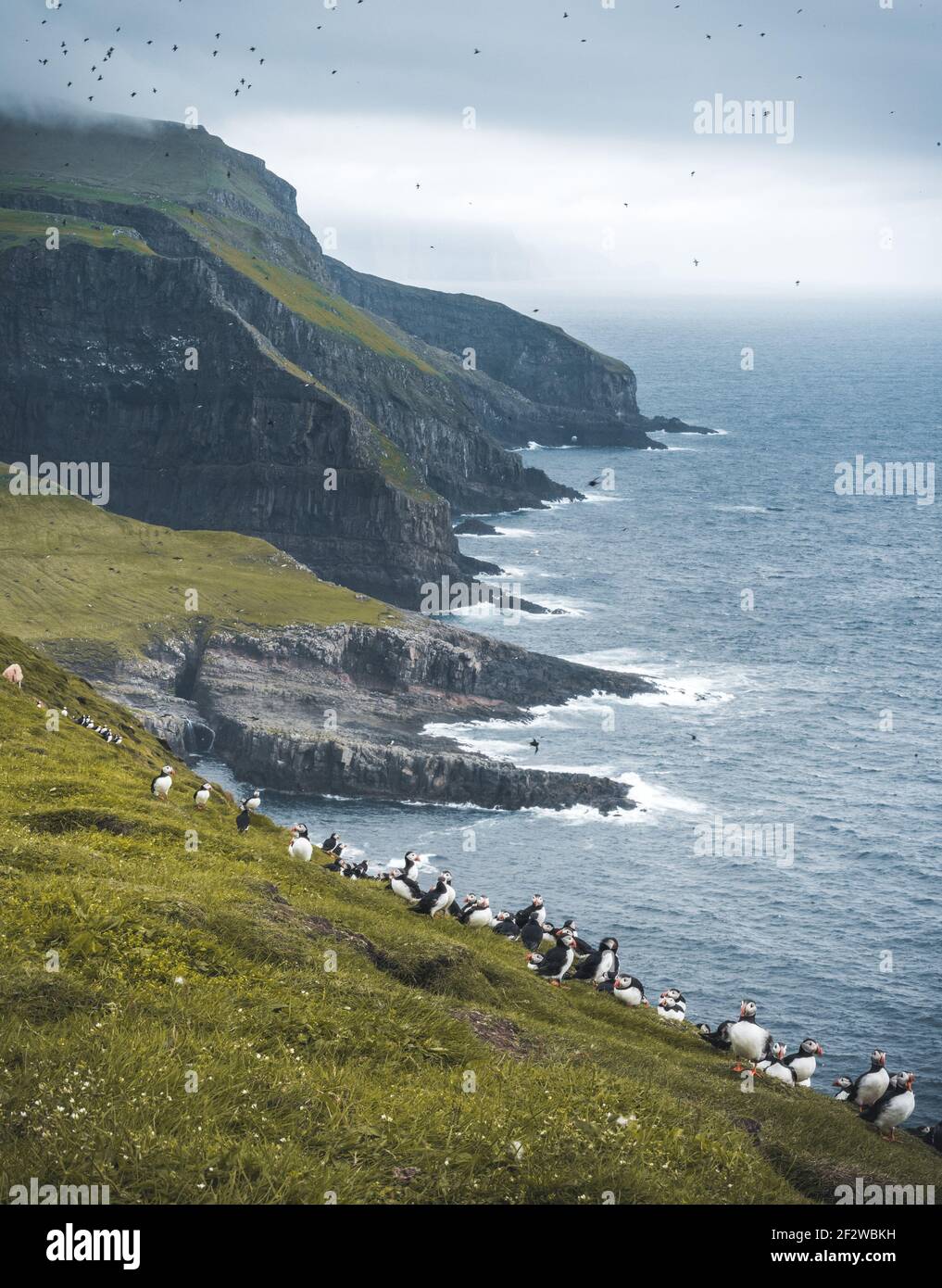Panoramic view of beautiful landscape in Mykines, with focus on a puffins family, Faroe Islands Stock Photo
